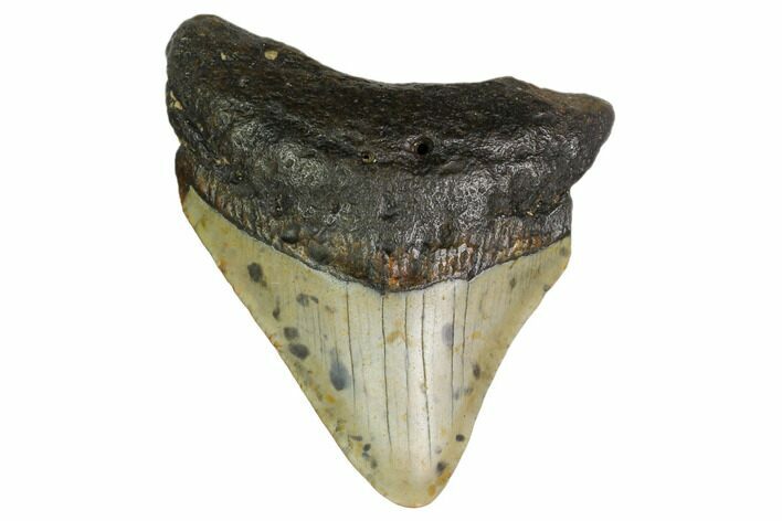 Juvenile Megalodon Tooth - North Carolina #160485